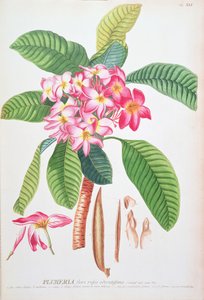 Plumeria: from Plantae Selectae by Christoph Jacob & Ehert Georg Dionysius (1708/9 70) Trew