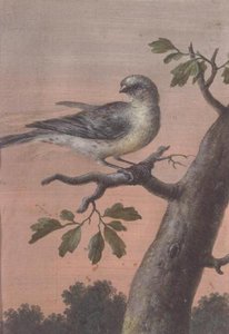 A Bird on a Branch