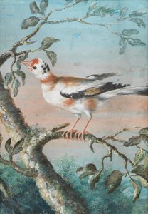 A Bird Seated on a Branch by Christoph Ludwig Agricola