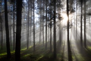 Misty Forest Sunbeams by Christoph Schaarschmidt