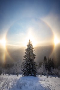 Snowy Tree Sun Halo by Christoph Schaarschmidt