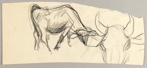 Oxen by Christoph Voll