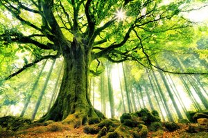 Sunlit Ancient Tree by Christophe Kiciak