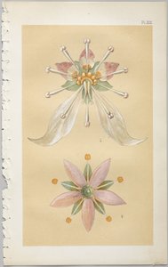 The Art of Decorative Design: With an Appendix, Giving the Hours of the Day at Which Flowers Open, Published by Day & Son, London, 1862 by Christopher Dresser