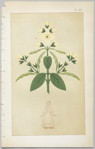 The Art of Decorative Design: With an Appendix, Giving the Hours of the Day at Which Flowers Open, Published by Day & Son, London, 1862 by Christopher Dresser