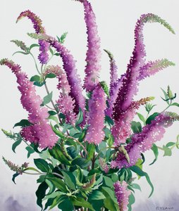 Wild Buddleia by Christopher Ryland