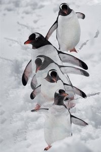 Penguins in Snow