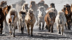 Wild Horses Charge