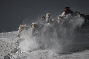 Wild Horses Running Snow by Chuanxu Ren