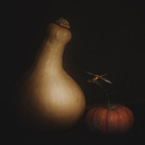 Autumn Squash Dragonfly by Cicek Kiral