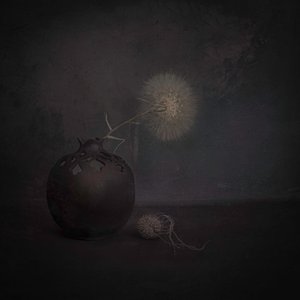 Dark Dandelion Still Life by Cicek Kiral