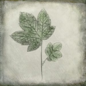 Elegant Green Leaves