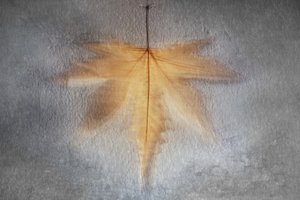 Glowing Autumn Leaf