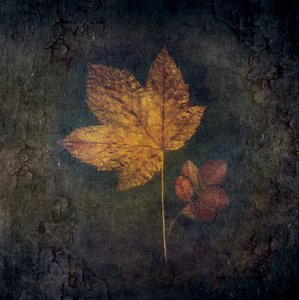 Golden Autumn Leaves