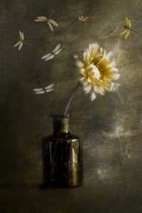 Golden Bloom Dragonflies by Cicek Kiral