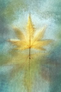 Golden Maple Reflection by Cicek Kiral