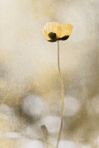 Golden Poppy Dream by Cicek Kiral