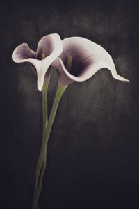 Moody Calla Lilies