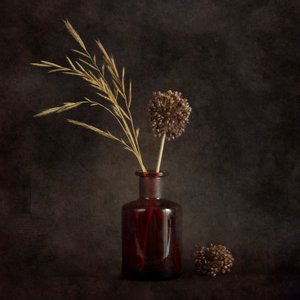 Moody Dried Botanicals by Cicek Kiral