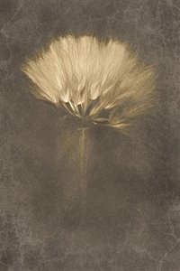 Soft Dandelion Dream by Cicek Kiral