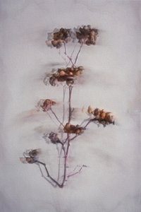 Soft Dried Botanicals