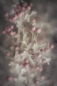 Soft Pink Hawthorn by Cicek Kiral