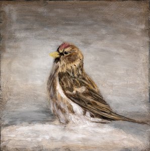 Calm Winter Redpoll by Claire Lerner