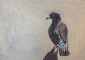 Dark Pigeon Portrait
