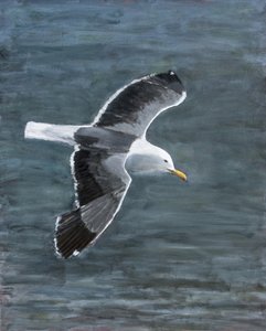 Seagull In Flight by Claire Lerner