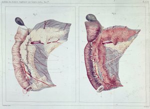 Memoir on the Pancreas