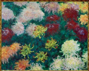 Massif of Chrysanthemums