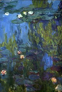 Water Lilies