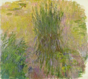 Waterlilies