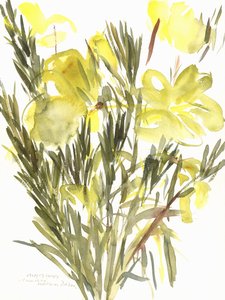 Evening Primroses