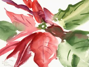 Poinsettia