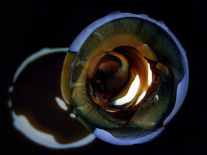 Golden Swirl Glow