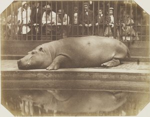 Obaysch, the Hippopotamus, London Zoo by Comte de Montizón Don Juan