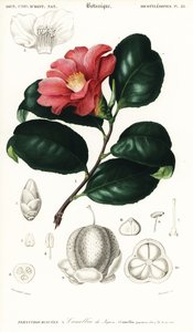 Japanese Camellia, Camellia Japonica (engraving)