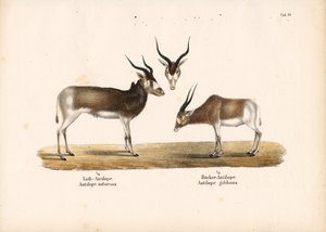 Addax and Bontebok Antelopes by Conrad Kull