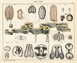 Anatomy of Jellyfish Species