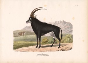 Black Horse Antelope by Conrad Kull