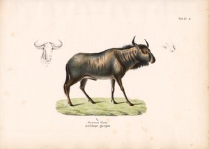 Blue Wildebeest with Head Details by Conrad Kull