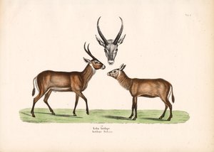 Koba Antelope by Conrad Kull