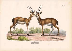 Long-horned Antelope in Savanna Landscape by Conrad Kull