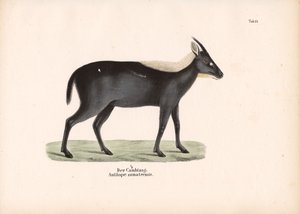 The Sumatran Serow