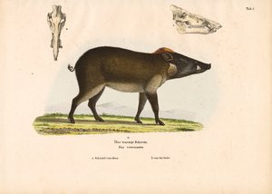 Warthog by Conrad Kull