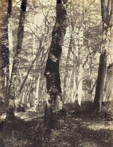 Study in the Barbizon Forest