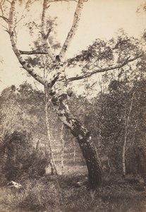 Study of a Birch Tree, Barbizon
