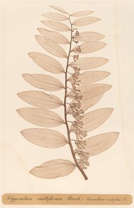 Polygonatum multiflorum Monch
