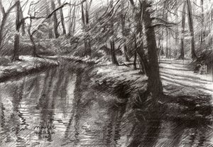 Forest Stream Reflections